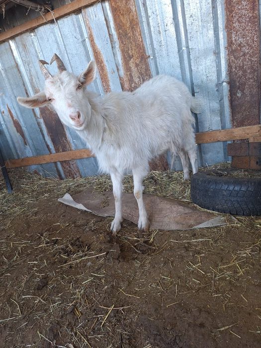 Продам Коза, Ешкі сатылады
