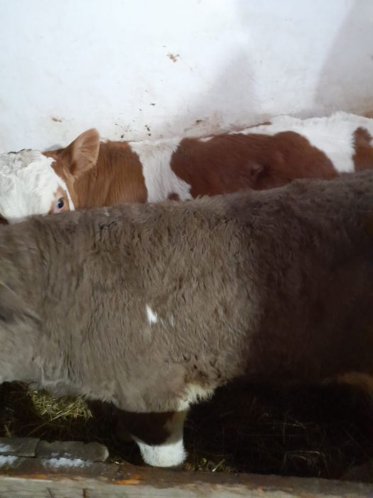 Taurasi și vitele baltati