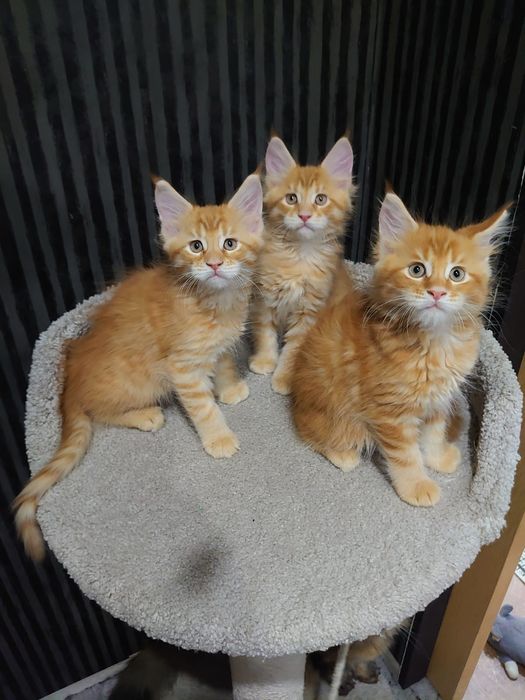 Котята породы Мейн-кун