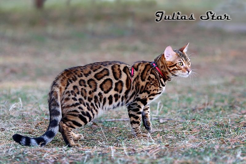 Минилеопарды для вас!