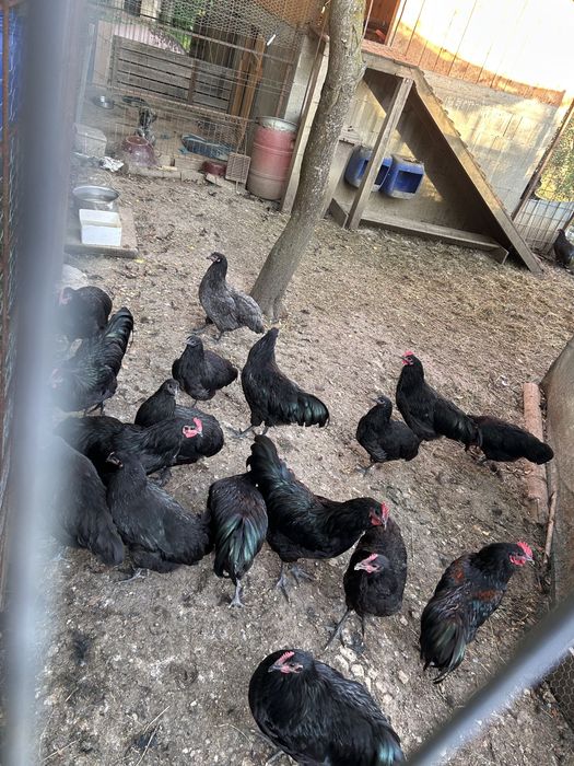 Cocosi Australorp