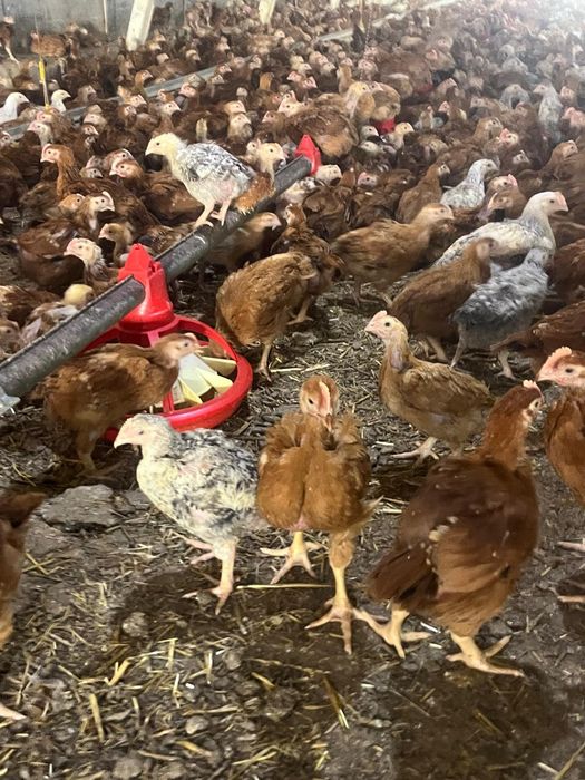 Puii pasarii de curte