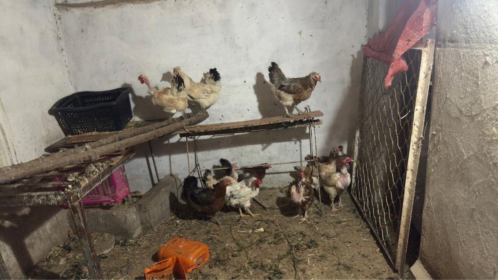 срочно продам кур