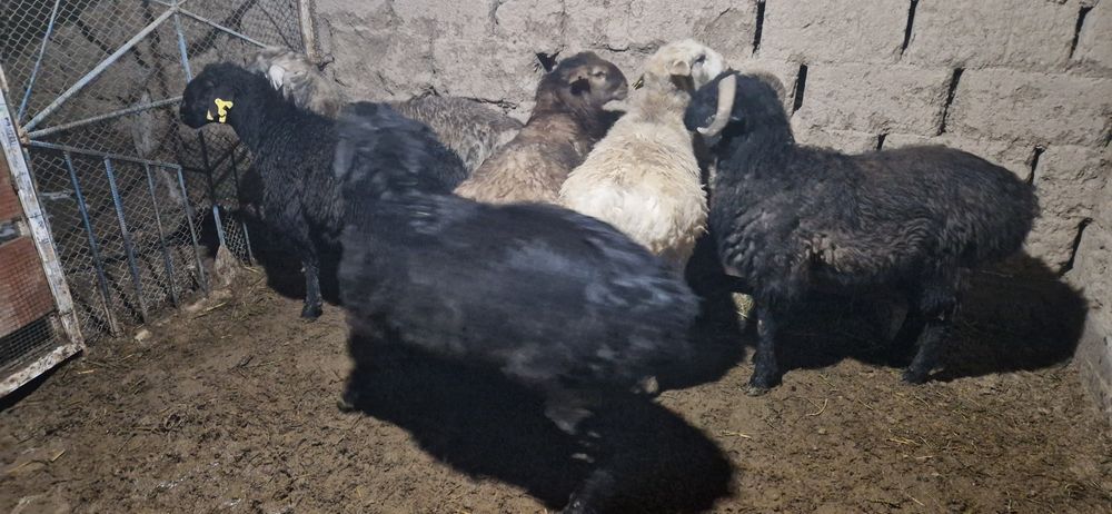 Тоқты қошқарлар сатылады