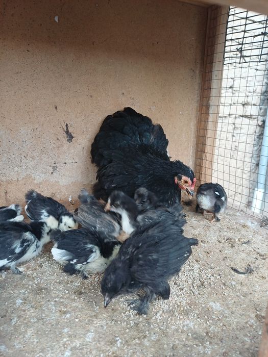 Япон чойнак товук