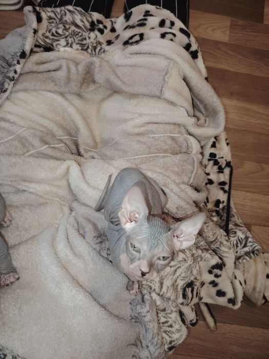 Котенок  канадский сфинкс, девочка