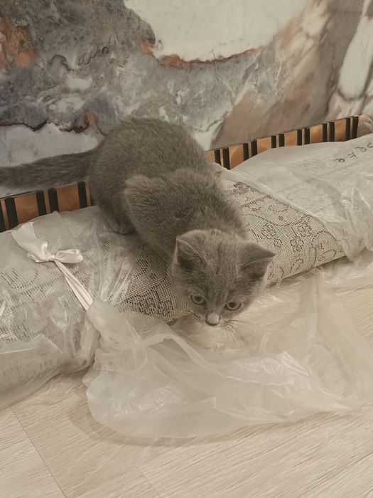 Продам кошку британский