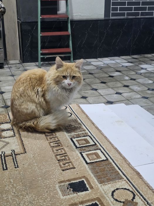 Sariq oq mushukchani bolachasi xadiyaga beriladi