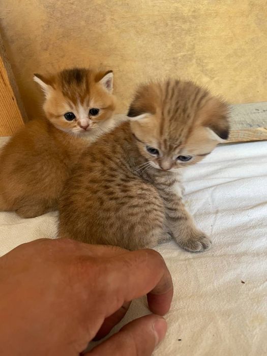 Mushuklar sotiladi: 1 000 000 so’m