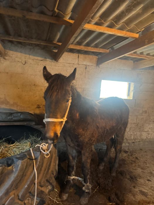 Палтарашка сатылады 1,5 жасар