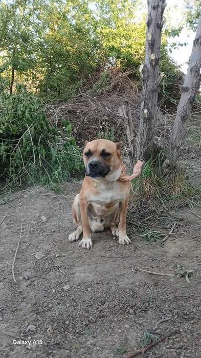 Питбуль сотилади