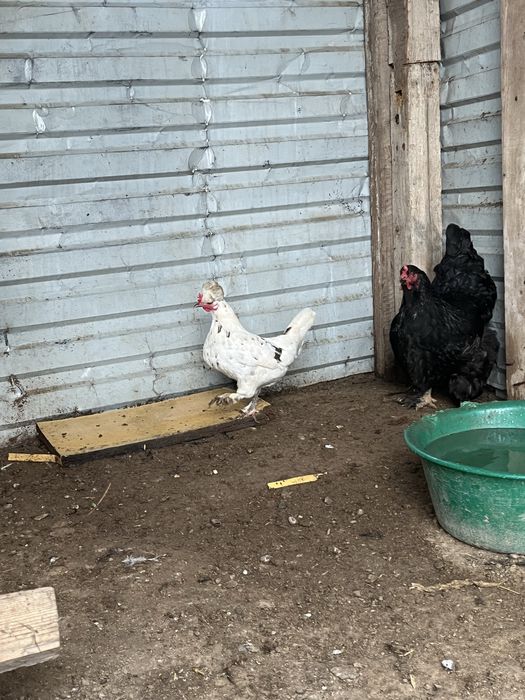 Тауыктар сатылады