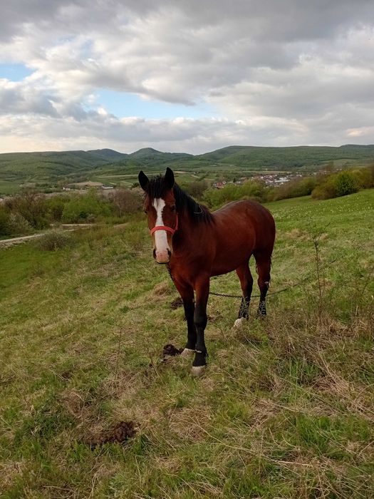 Armăsar tânăr de vânzare – aproape 2 ani (va împlini 2 ani în noiembrie).