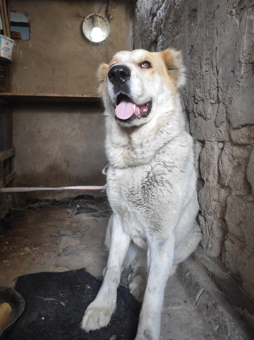 Продается сучка алабай