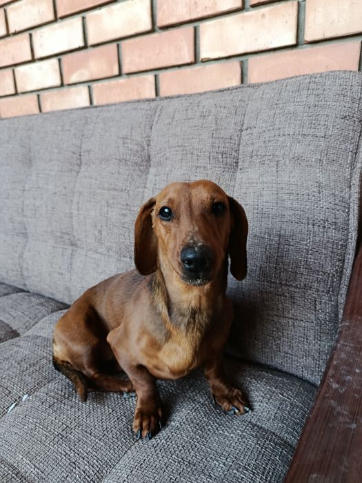 Такса девочка 9 месяцев