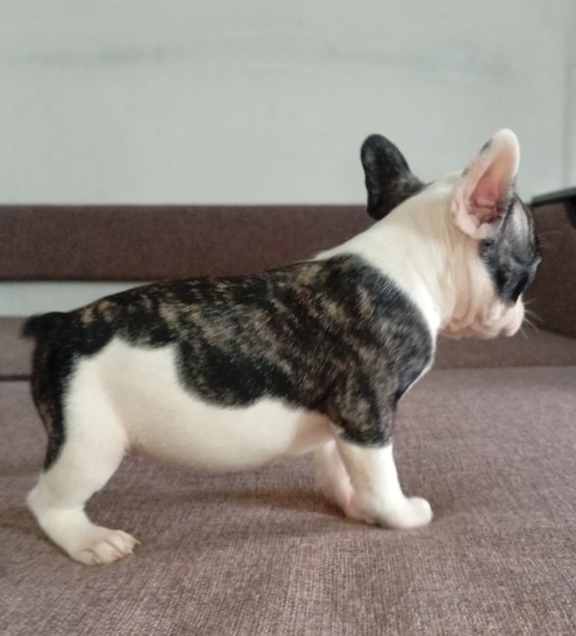 Французский бульдог.