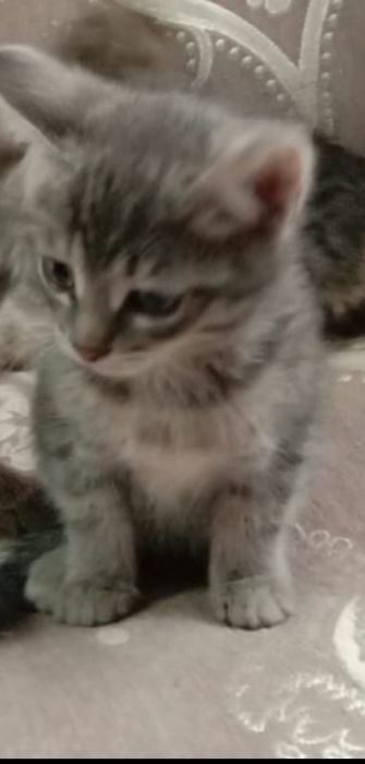 Отдам котят в добрые руки.