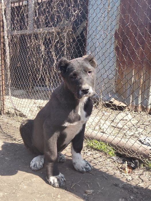 Продам щенка алабай