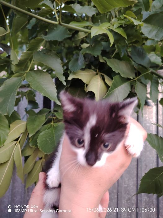 Отдам милых котят