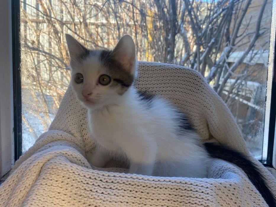 Отдаем котенка 2,5 месяца