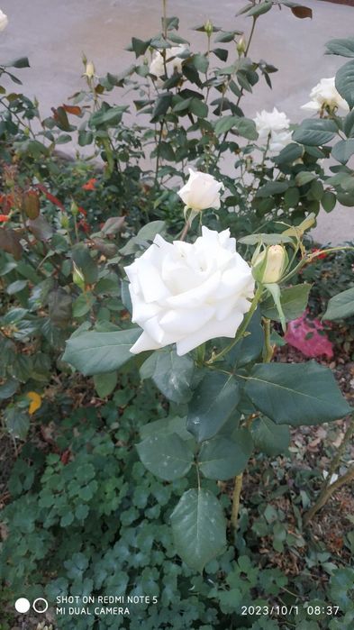 Роза, атиргул кучати