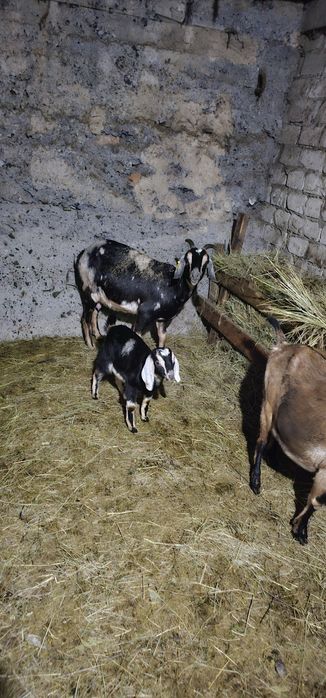 Козленок англо нубий