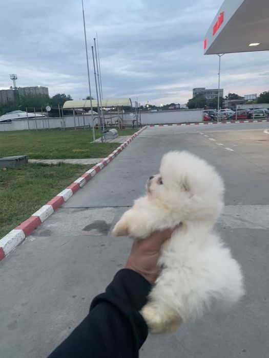 Померан мини мини