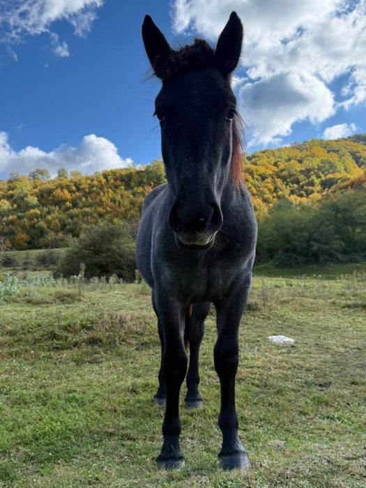 Vând mânză de 1an jumate