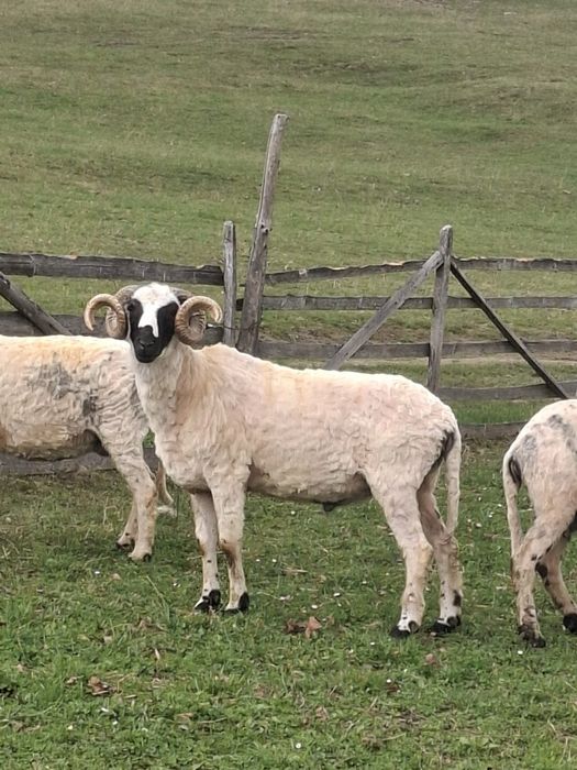 Vând Berbec Breaz 2 ani