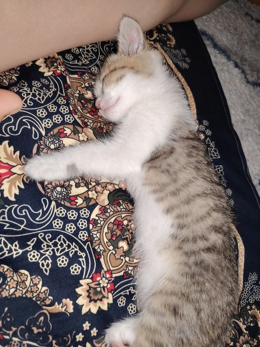 Анта уғил бола 6 ойли 350 минг сум