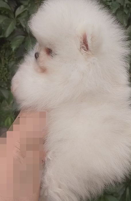 Щенки мальчики и девочки