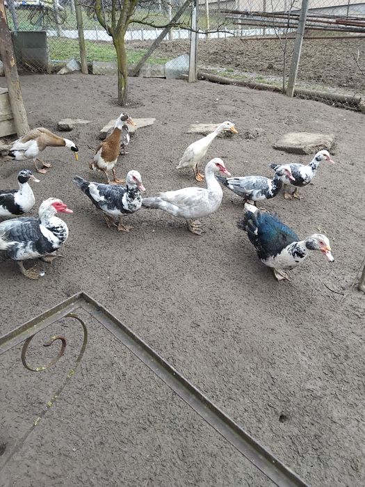 Vind rate mute.tineret..