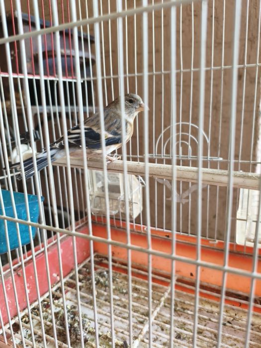 Гибрид самка 1 лет