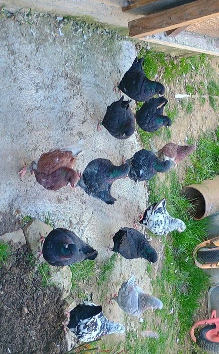 Porumbei King si indieni