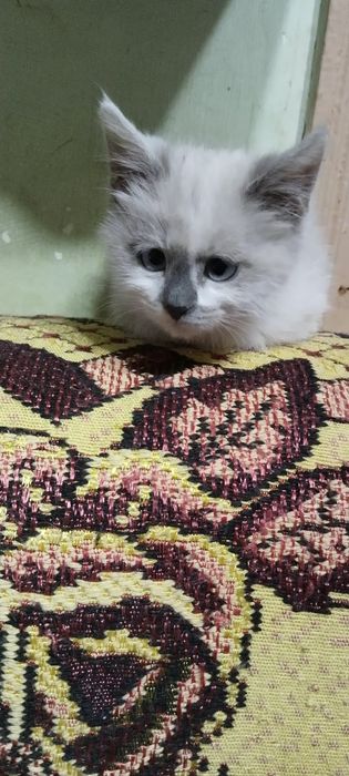 Мальчик 2 месяца