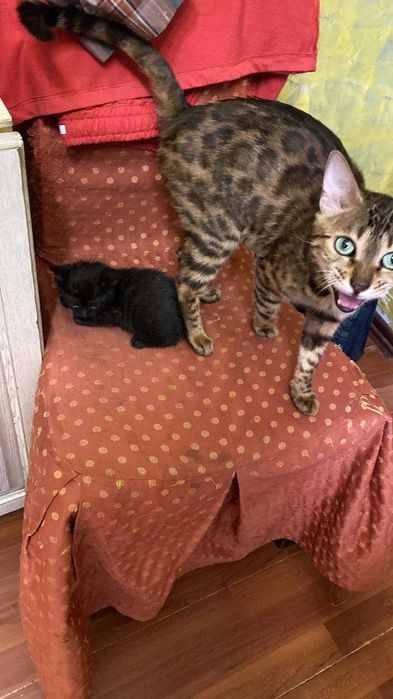 Продам Кошку бенгальскую