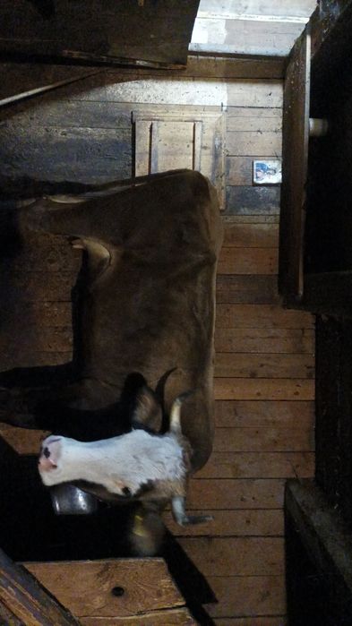 Vaca bruna de vânzare , SUCEAVA