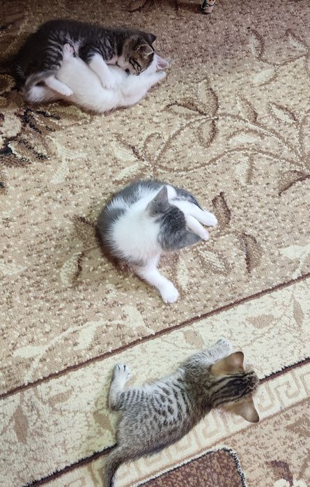 Отдам котят в хорошие руки