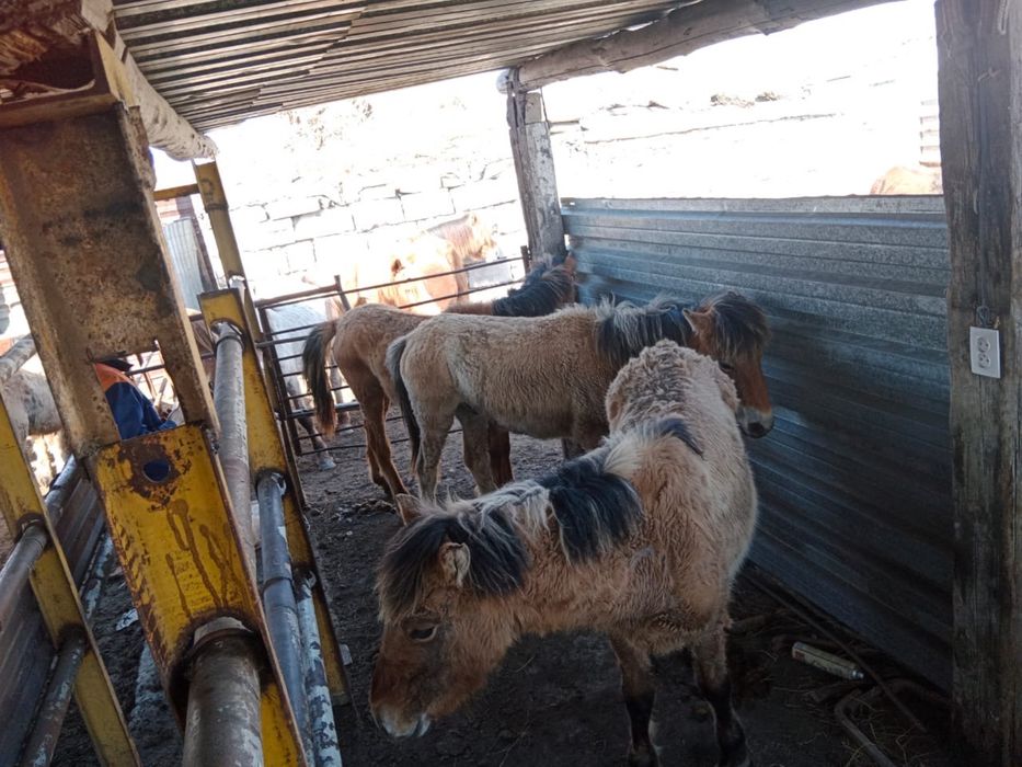 продам тазы жабы тұкымы муғалжар