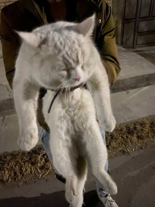 Mushuk sotiladi srochna