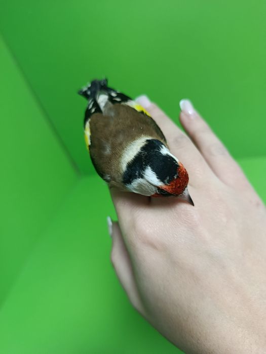 Щегол зимник самец