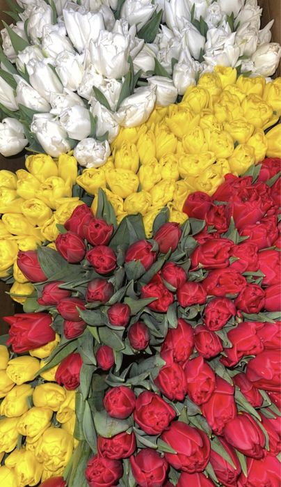 Голладнские тюльпаны оптом