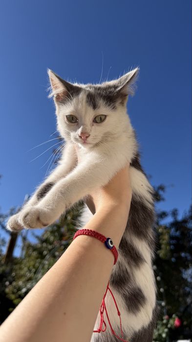 отдам в дорые ручки котят