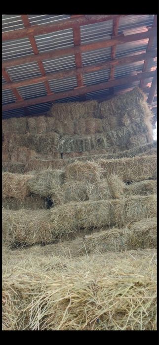 Baloti: Lucerna /Paie/Miriste/Fan.