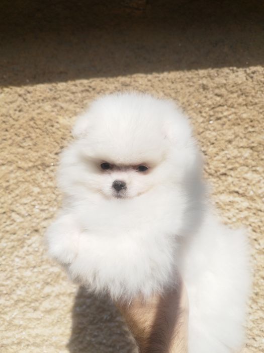 Мъжко  померанче