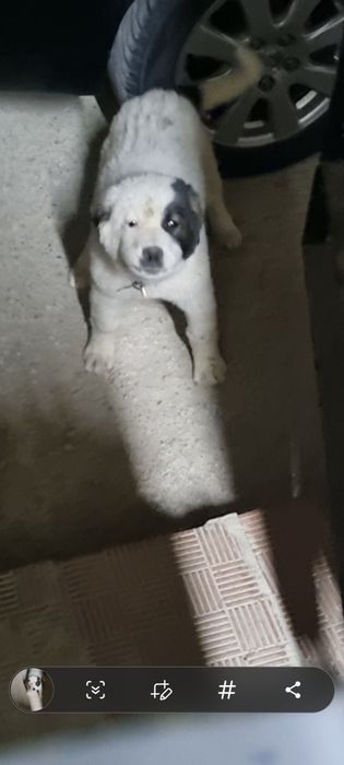 Күшік  сатылады, 3айлық, ұрғашы