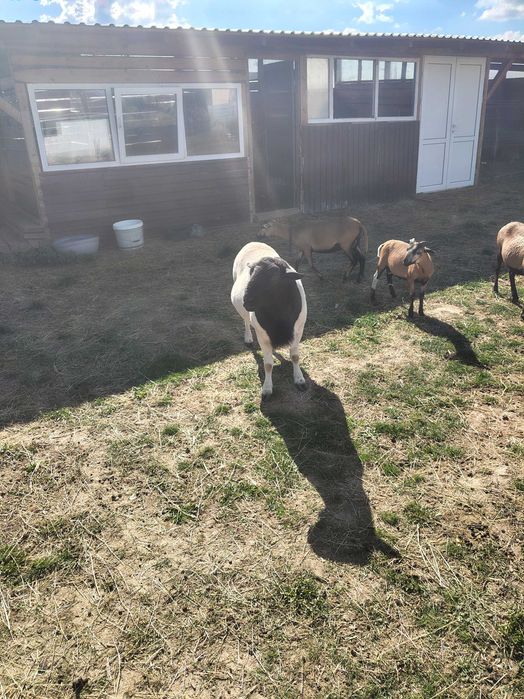 Berbec dorper de vânzare în vârstă de 3 ani.500 € localitatea Dumbrăveni Suceava