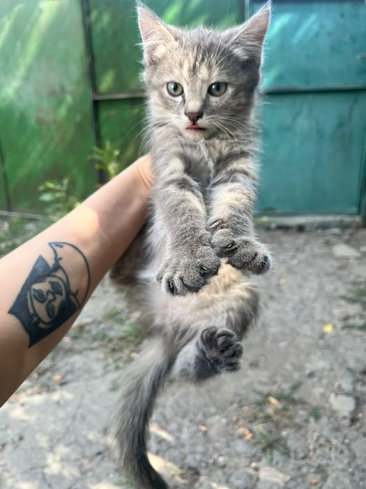 Отдам котят в хорошие руки