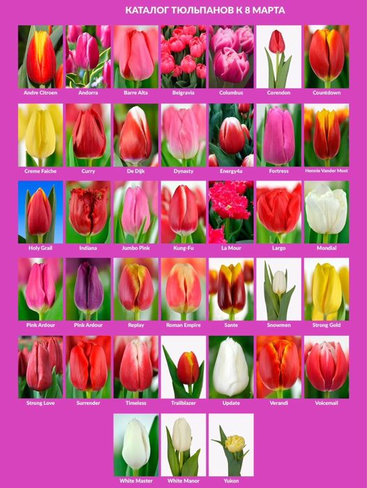 Тюльпаны оптом и в розницу