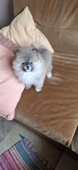 Мини  Померанчее